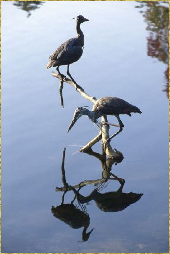 Blue Herons in pond