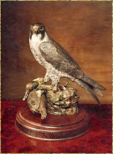 Peregrine Falcon