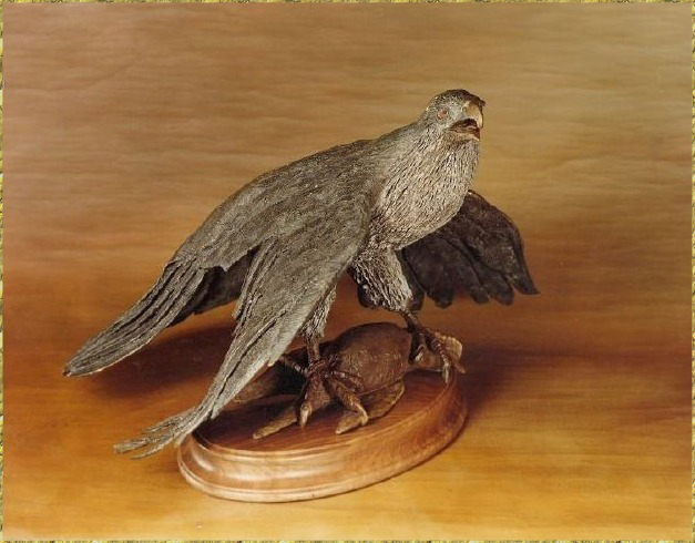 Goshawk