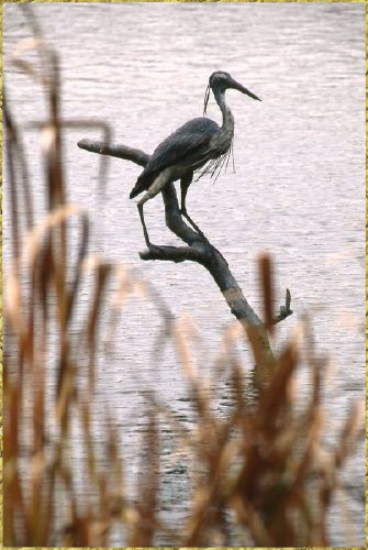 Blue Heron in pond