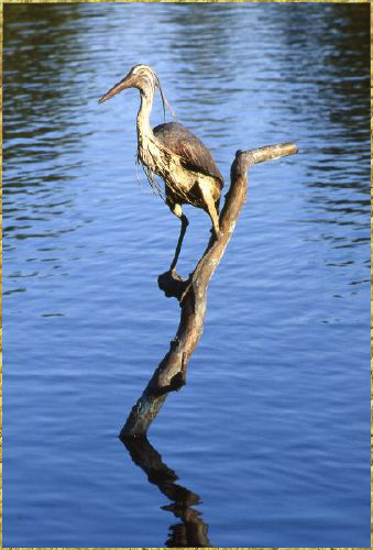 Blue Herons in sun