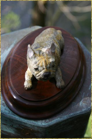 Fawn French Bulldog