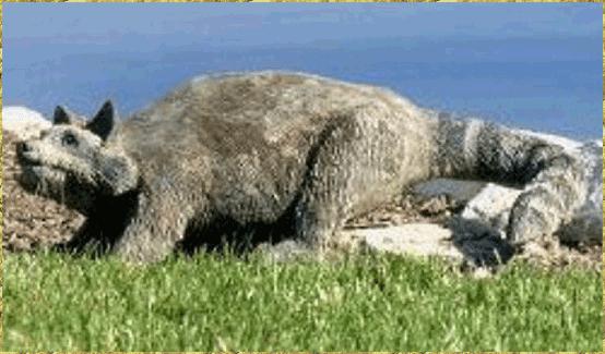 Crouching Raccoon