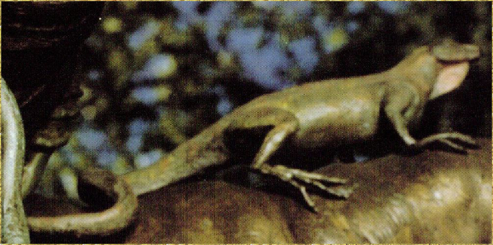 Gecko Lizard