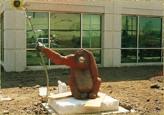 Orangutan