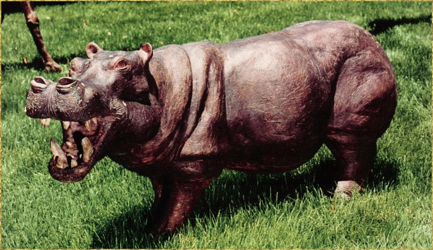 Hippo