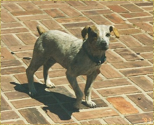 Standing Jack Russell Terrior