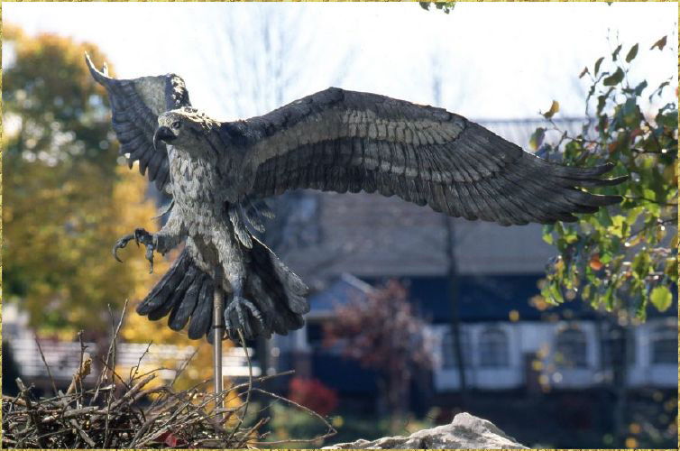 Osprey landing on nest