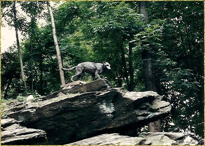 Timber Wolf