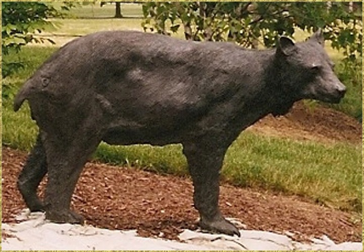 Black Bear Sow