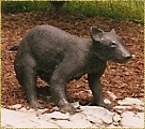 Black Bear Cub Playing with Butterfly