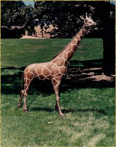 Giraffe
