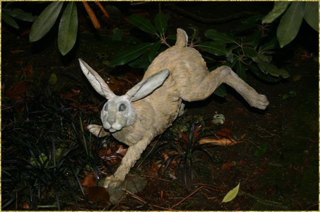 Hare