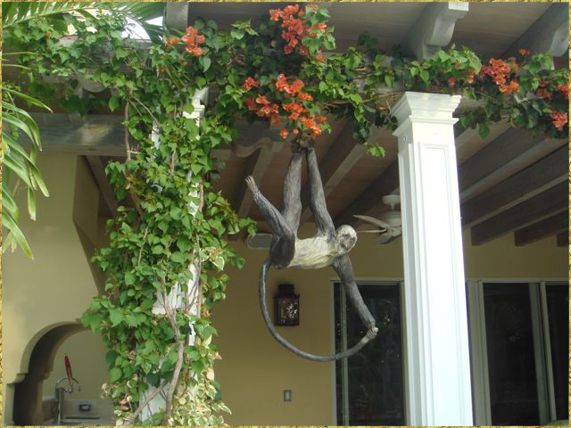 Vervet Monkey Outdoors