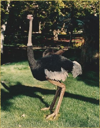 Ostrich