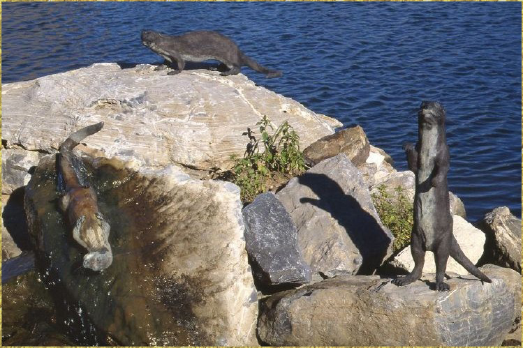Otters in pond