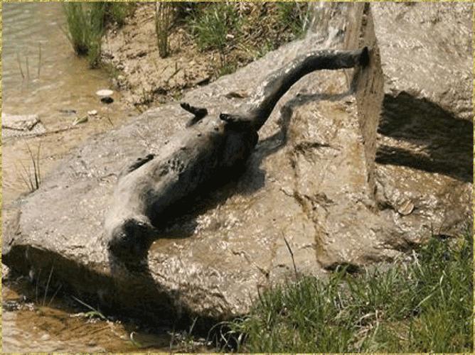 Sliding Otter