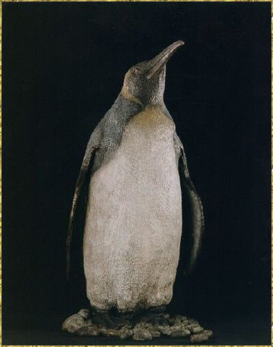 Emperor Penguin
