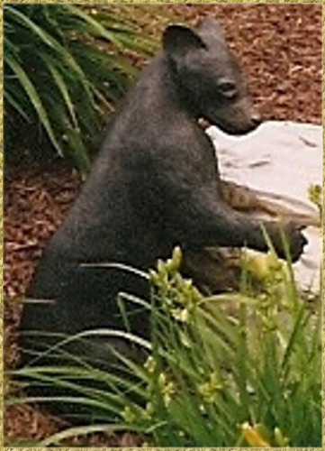 Black Bear Cub