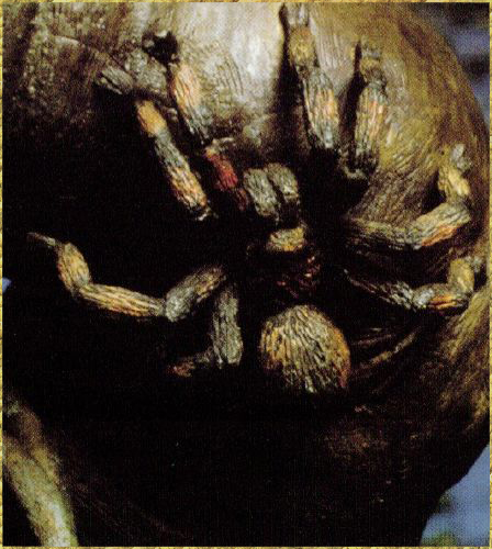 Tarantula