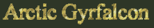 Arctic Gyrfalcon