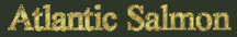 Atlantic Salmon