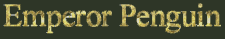 Emperor Penguin