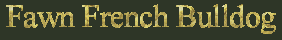 Fawn French Bulldog
