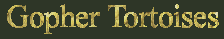Gopher Tortoises