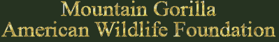 Mountain Gorilla for African Wildlife Fund