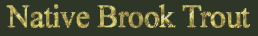Brook Trout