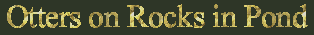 Otters on rocks