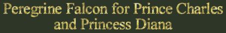 Peregrine Falcon for Prince Charles and Princess Diana